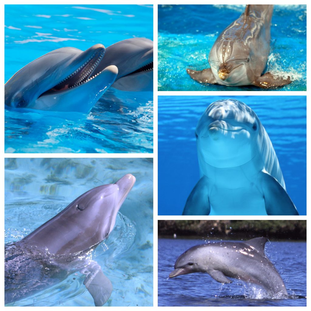 “Dolphin-1024x1024”