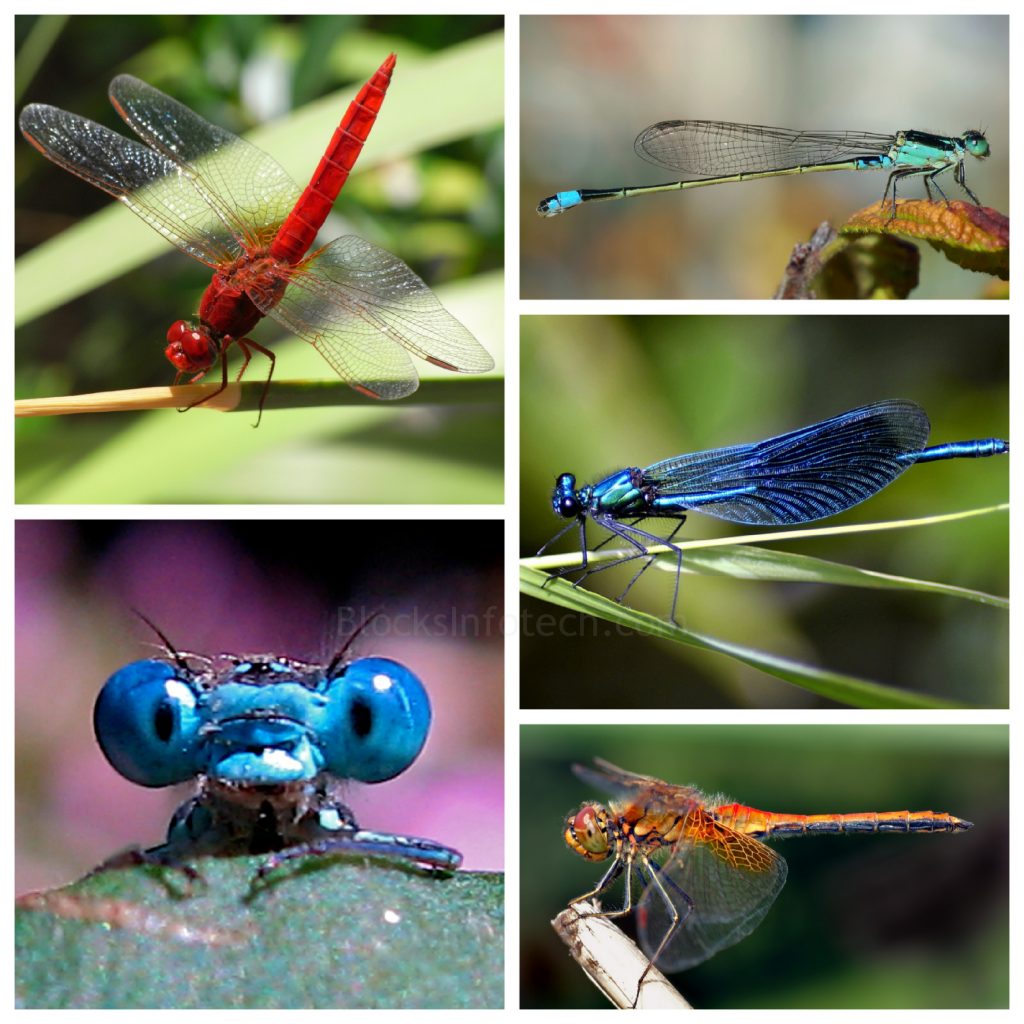 “Dragon-Fly-WM-1024x1024”