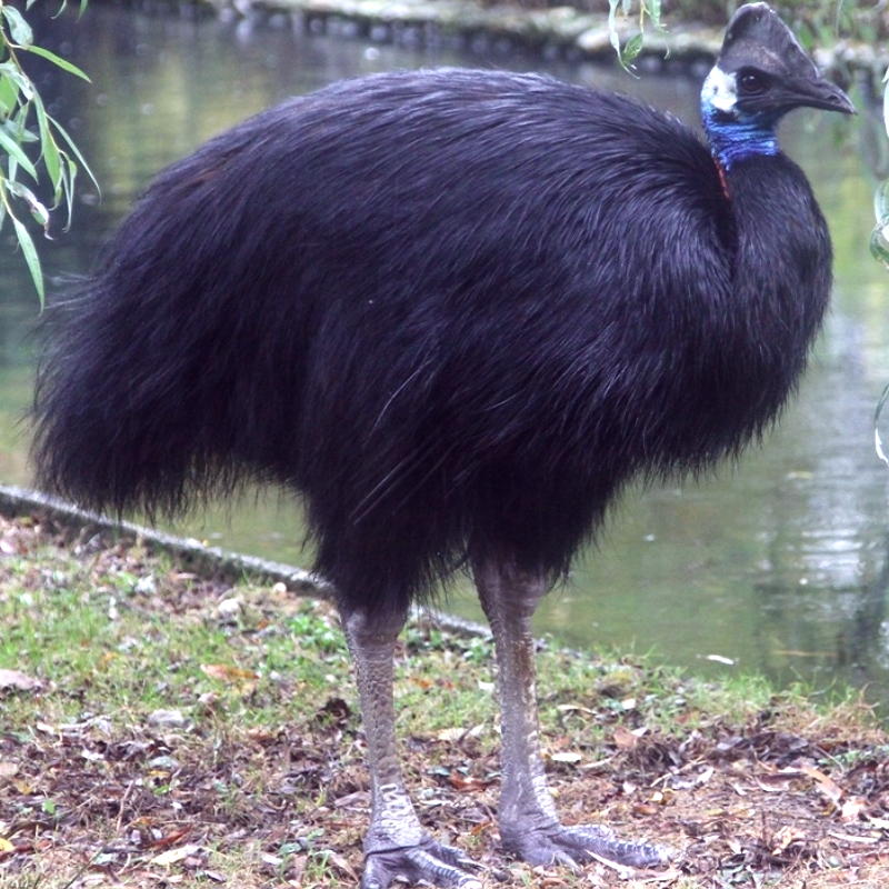 “Dwarf-cassowary”