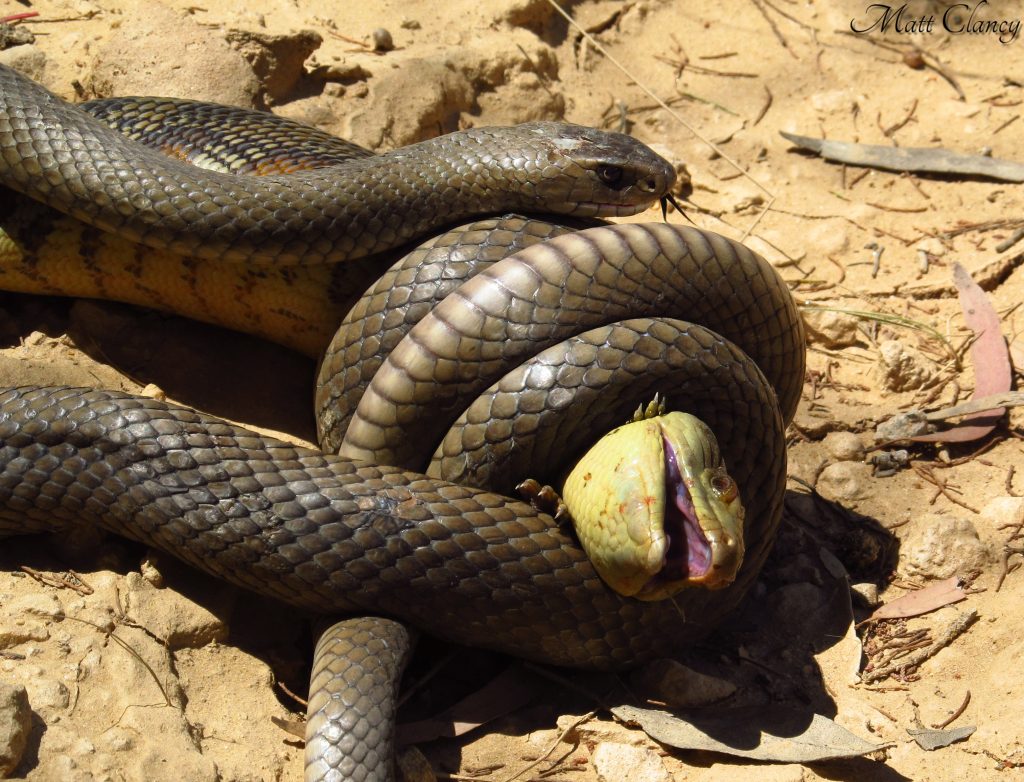 “Eastern-Brown-Snake-1024x782”