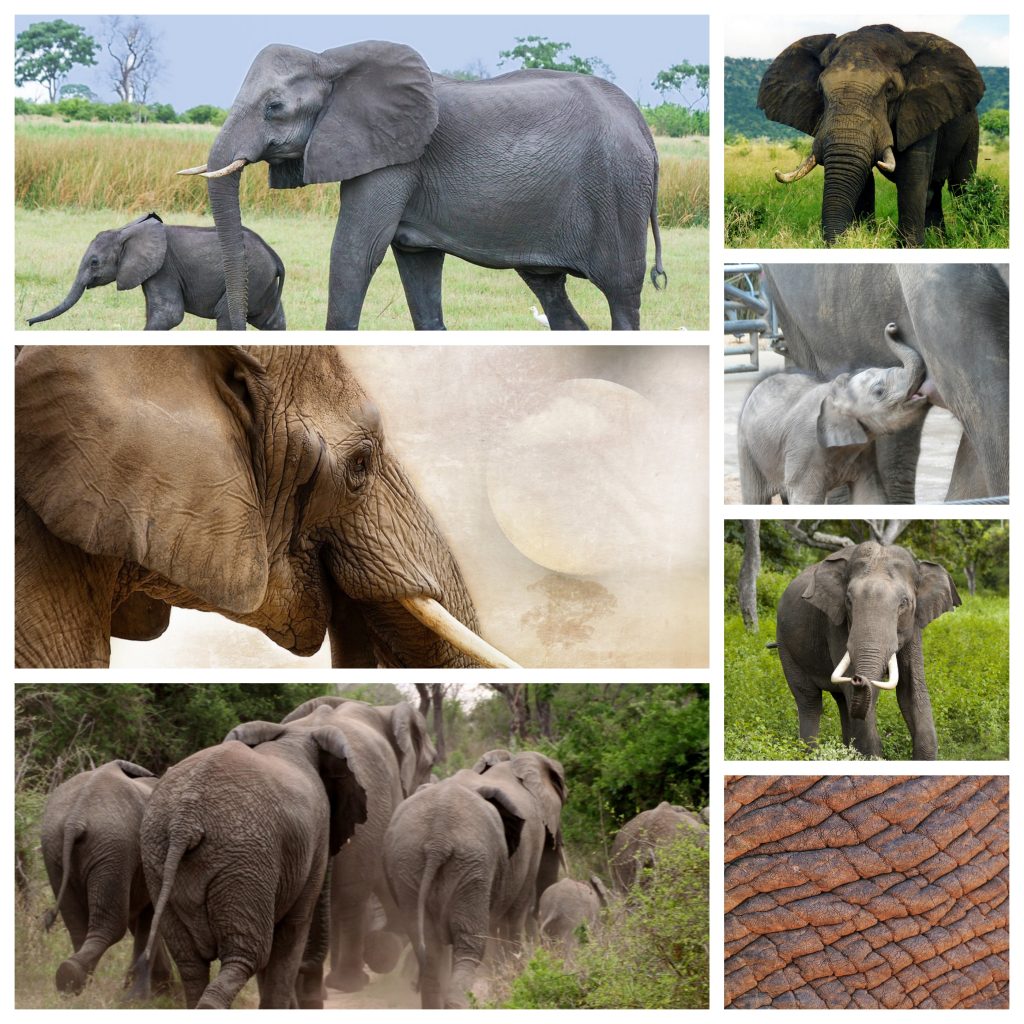 “Elephant-1024x1024”