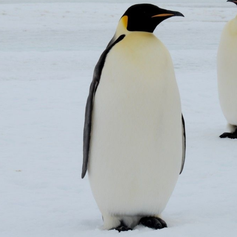 “Emperor-penguin-2”