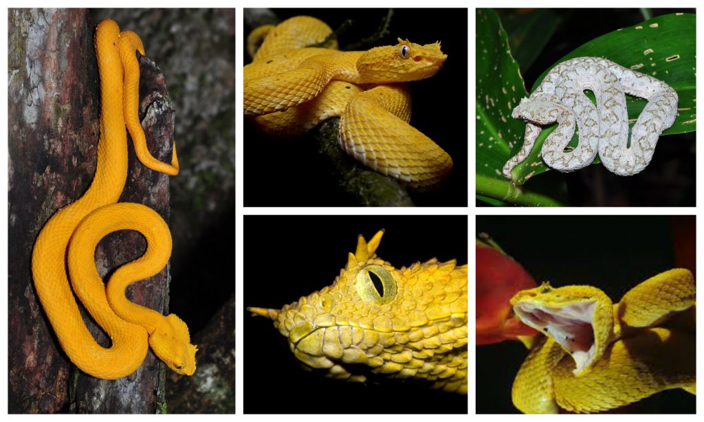 “Eyelash-Viper-1024x614”