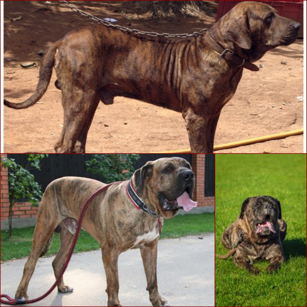 “Fila-Brasileiro-1024x1024”