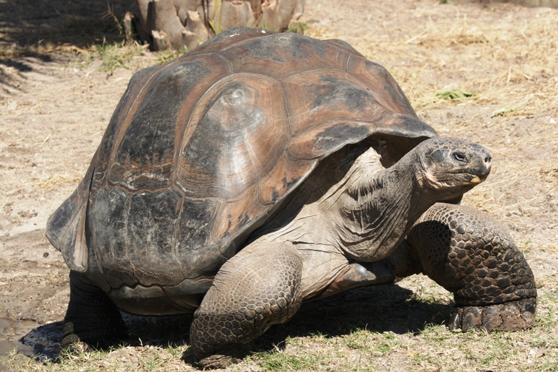 “Galapagos-Giant-Tortoise-1”