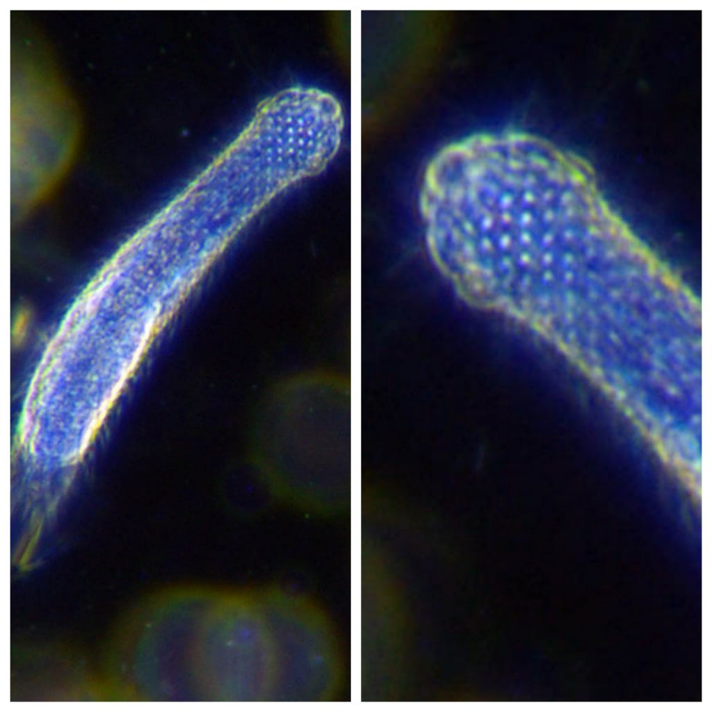 “Gastrotrichs-1024x1024”