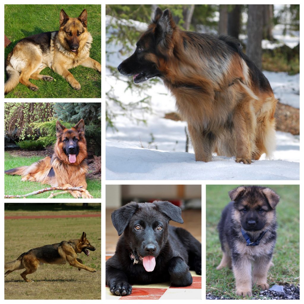 “German-Shepherd-1-1024x1024”