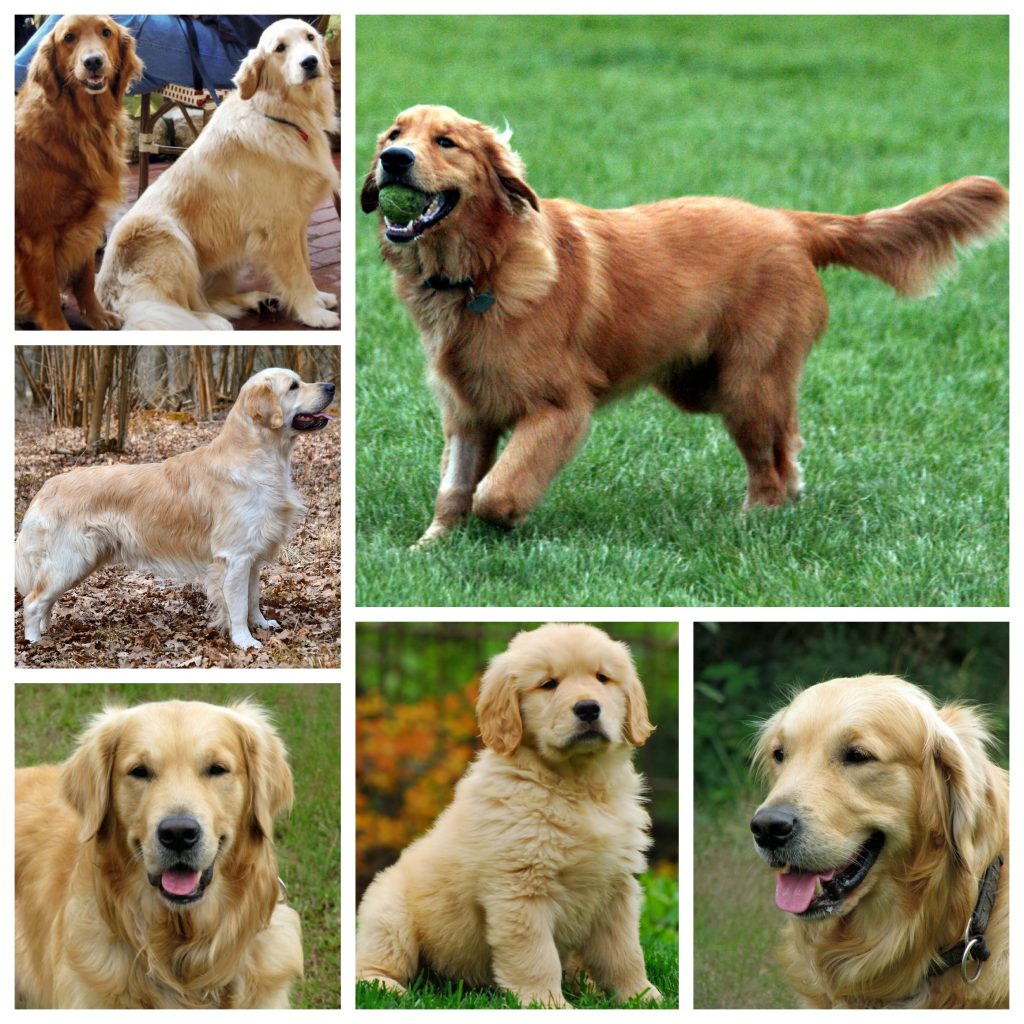 “Golden-Retriever-1024x1024”