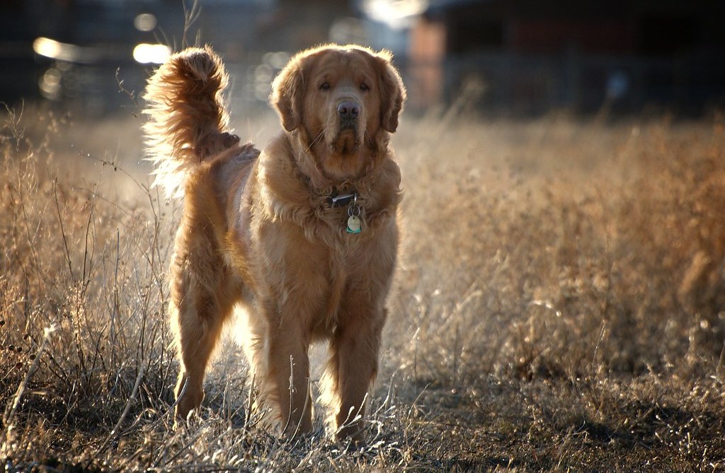 “Golden-Retriever”