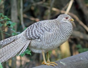 “Golden_Pheasant_female_RWD3-300x230”