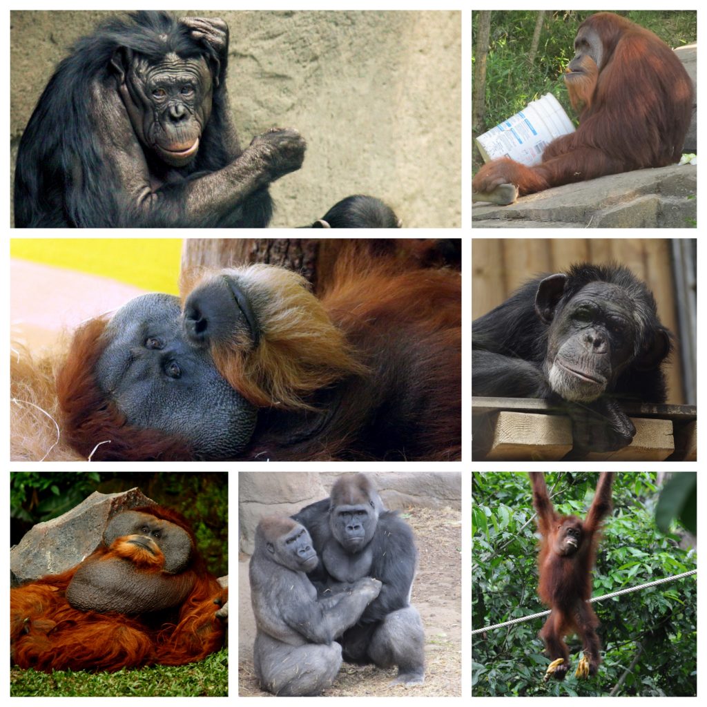 “Great-Ape-1024x1024”