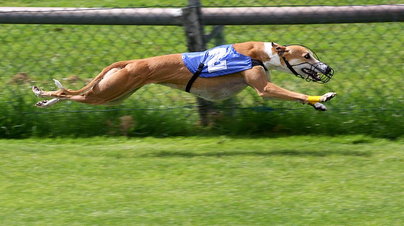 “Greyhound-1”