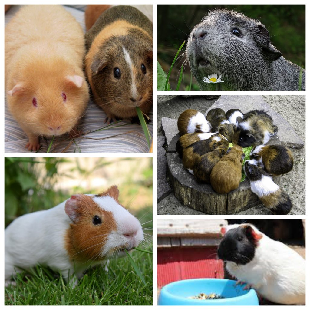 “Guinea-Pigs-1024x1024”
