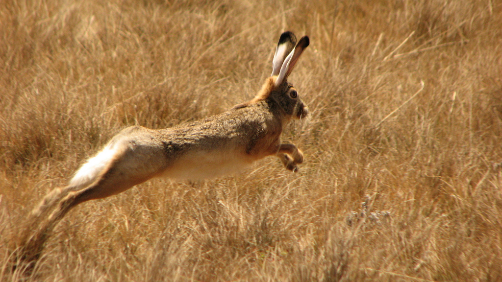 “Hare”