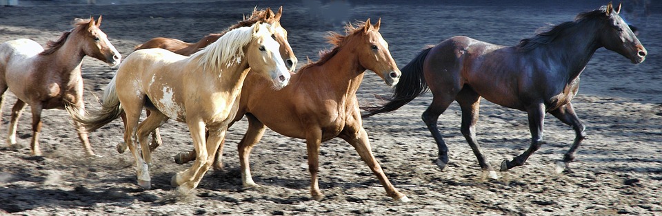 “Horse”