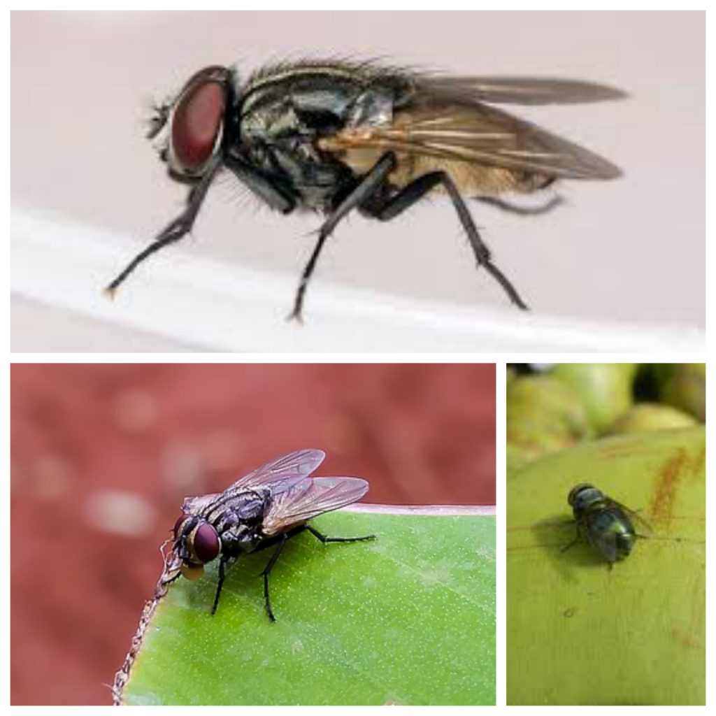 “Houseflies-1024x1024”