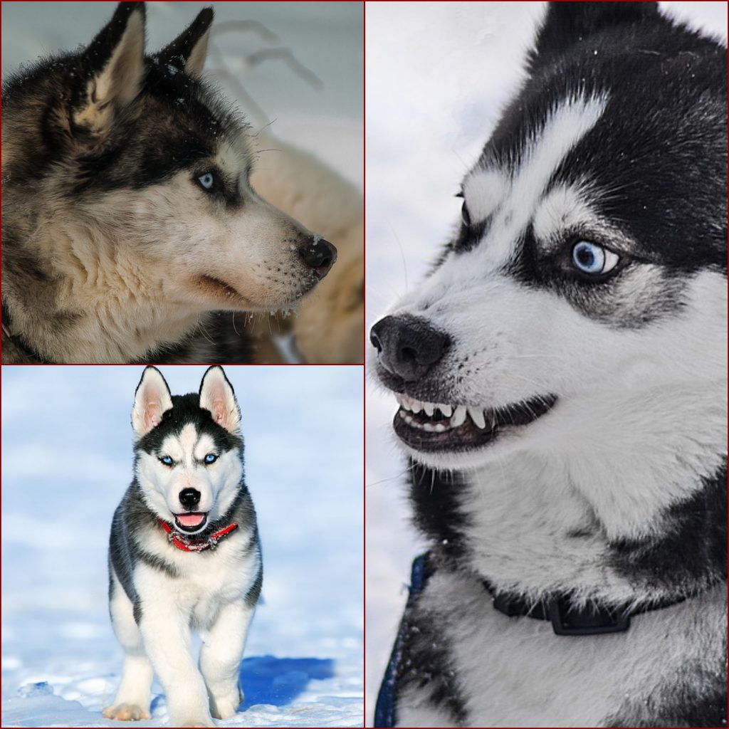 “Husky-Dog-1024x1024”