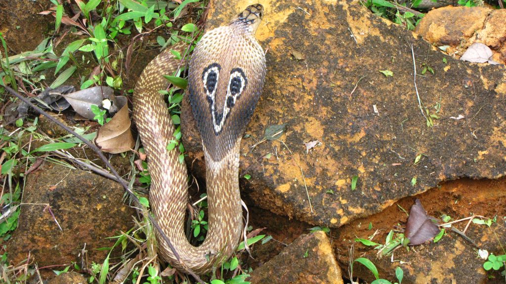 “Indian-Cobra-1024x575”