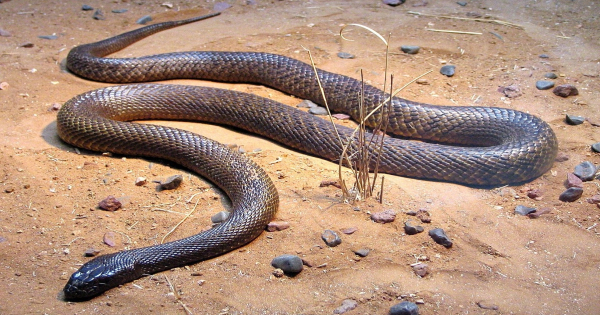 “Inland-Taipan”