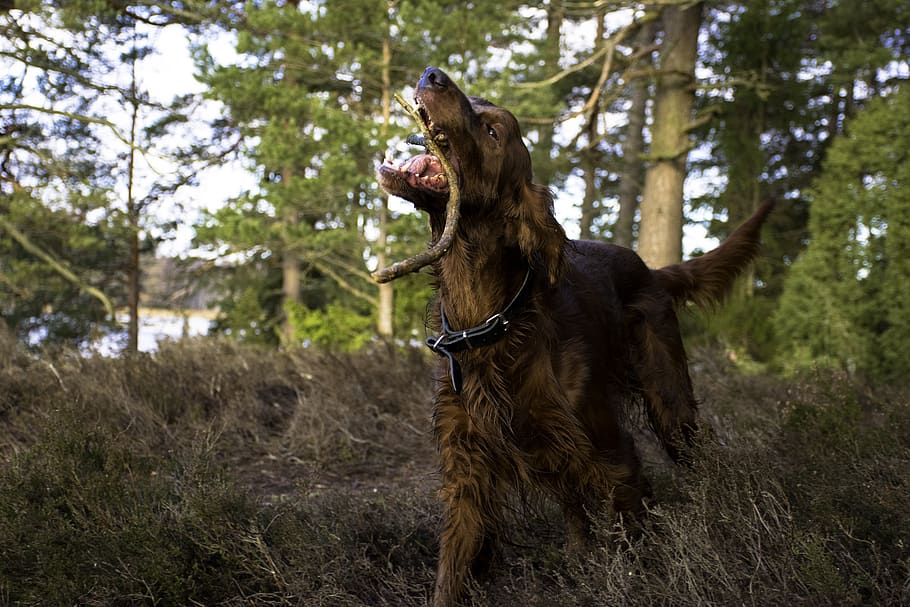 “Irish-Setter”