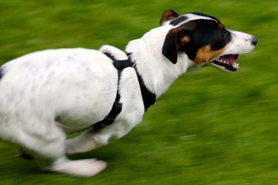 “Jack-Russell-Terrier”