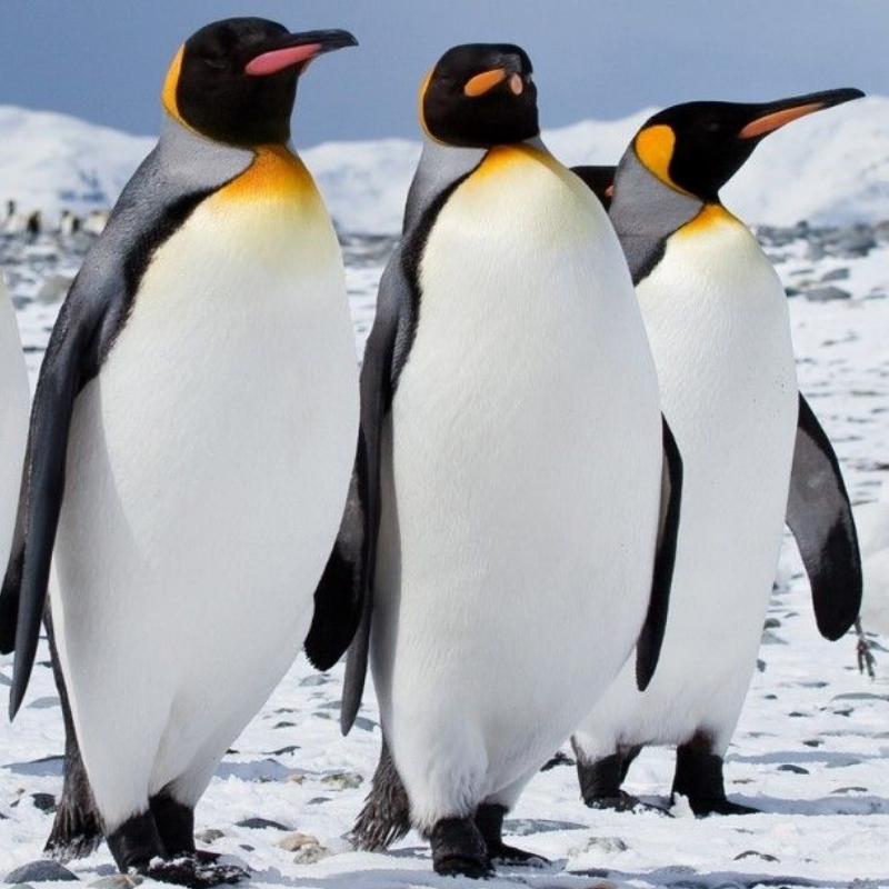 “King-penguin”