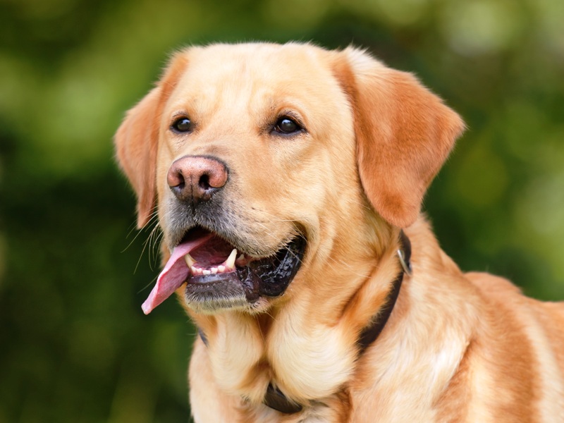 “Labrador-Retriever-1”