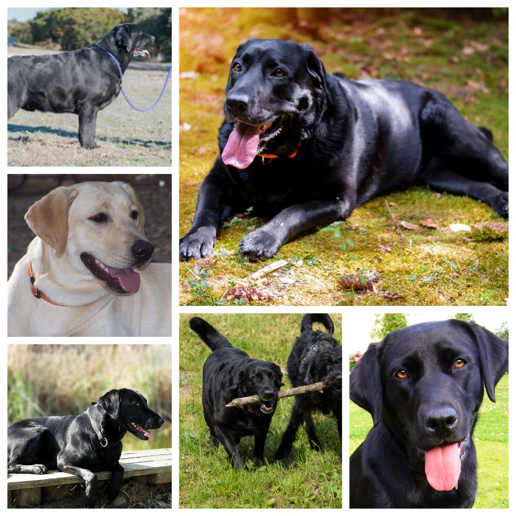 “Labrador-Retriever-1024x1024”
