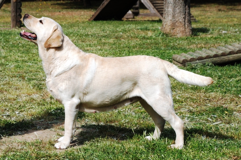 “Labrador-Retriever-2”