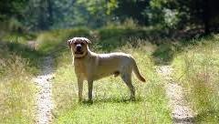 “Labrador-Retriever”