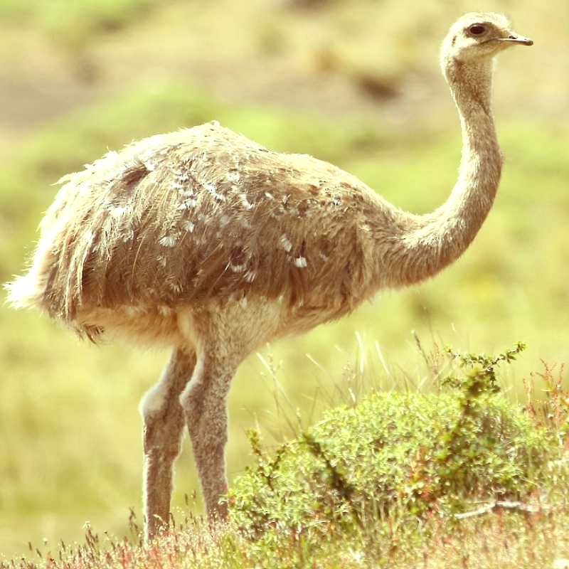 “Lesser-rhea-1”
