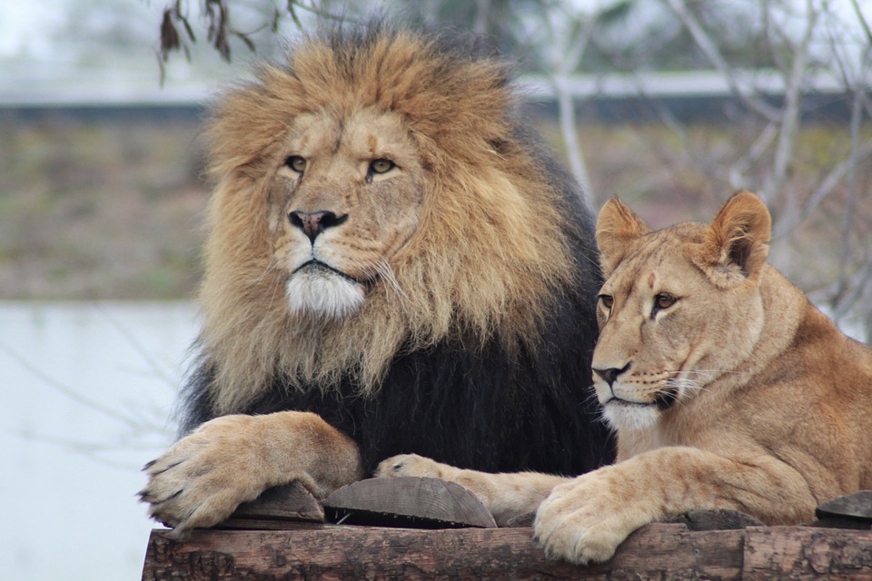 “Lion”