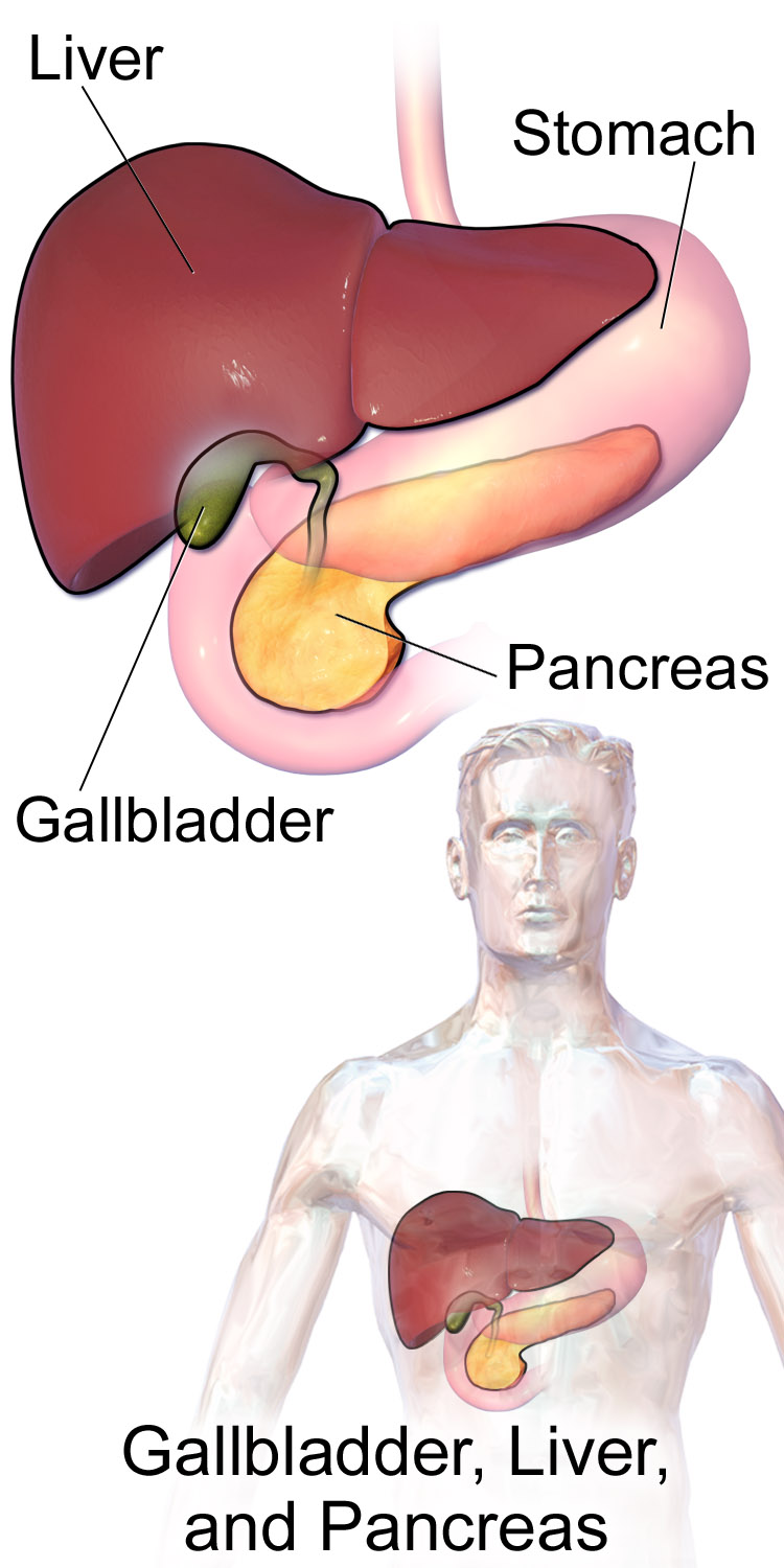 “Liver”