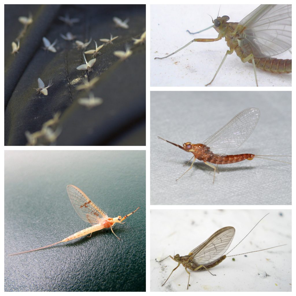 “MayFlies-1024x1024”
