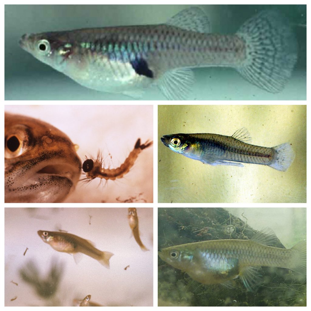 “Mosquitofish-1024x1024”