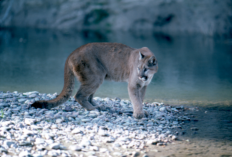 “Mountain-Lion”