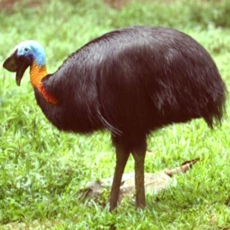 “Northern-cassowary”