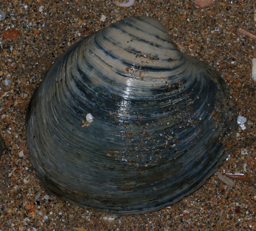 “Ocean-Quahog”