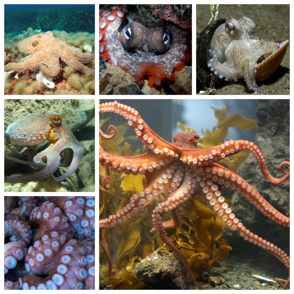 “Octopus-1024x1024”