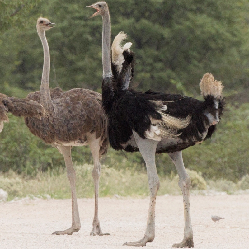 “Ostrich-Bird”