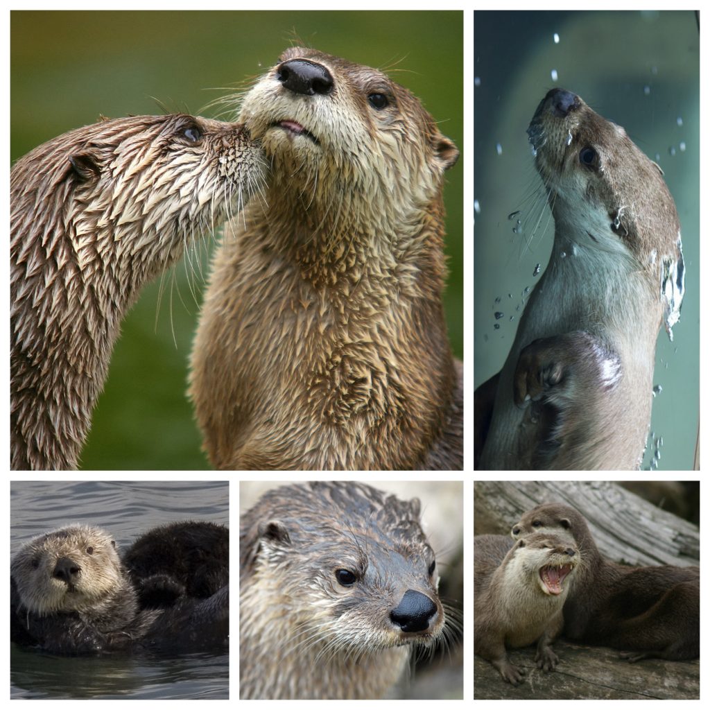 “Otters-1024x1024”