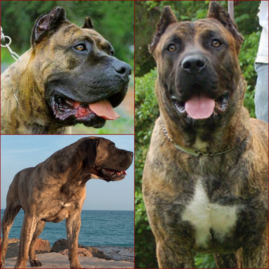 “Perro-de-Presa-Canario-1024x1024”