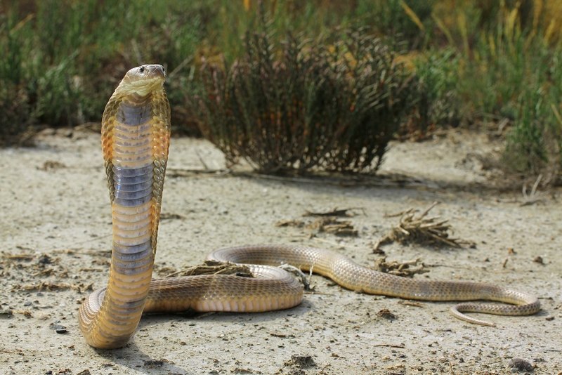 “Philippine-Cobra”