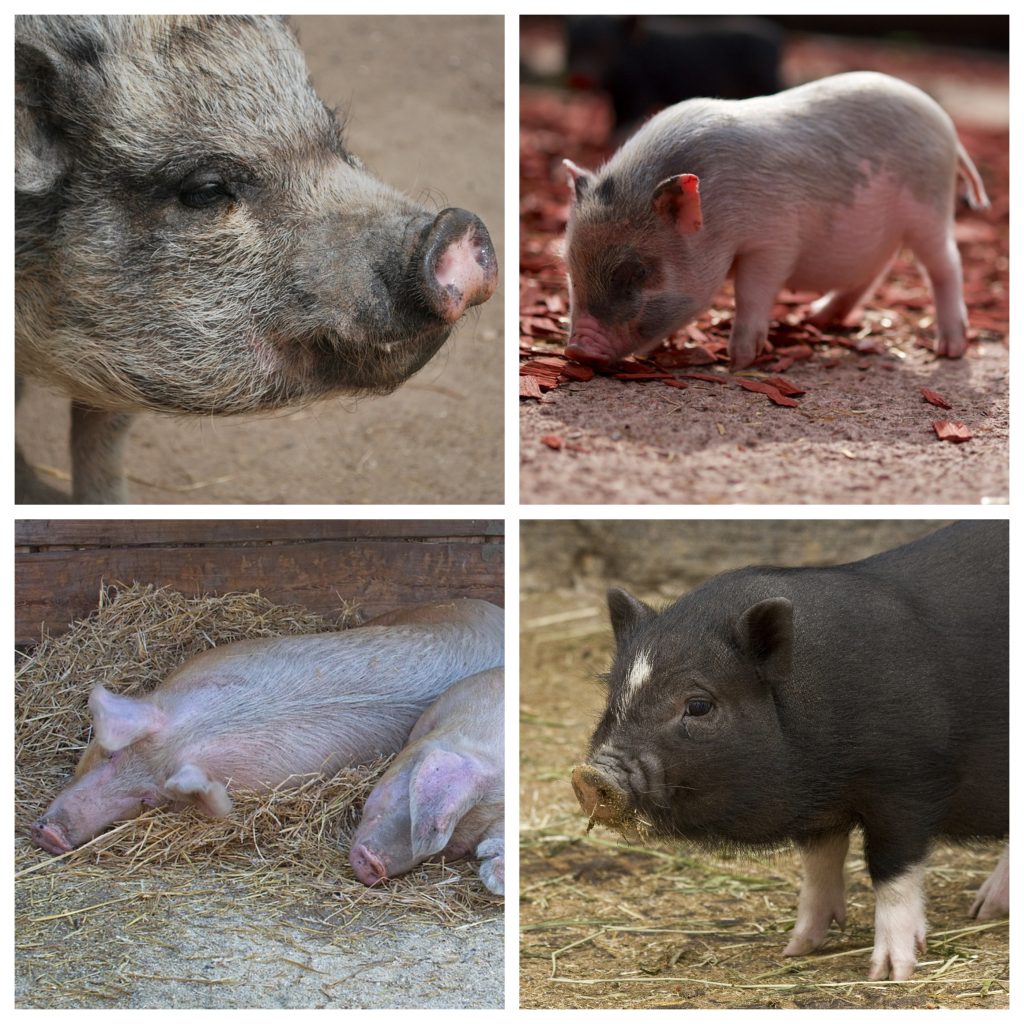 “Pig-1024x1024”