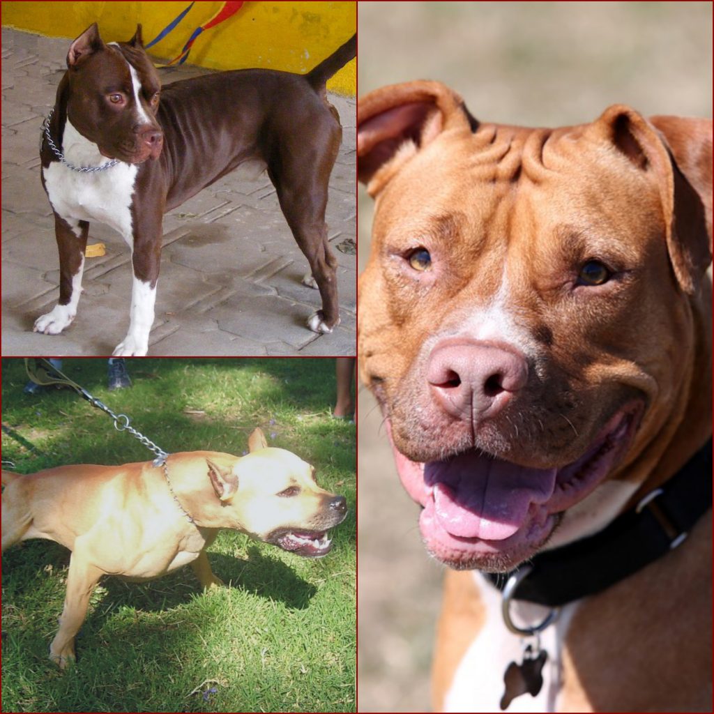“Pit-Bull-1024x1024”