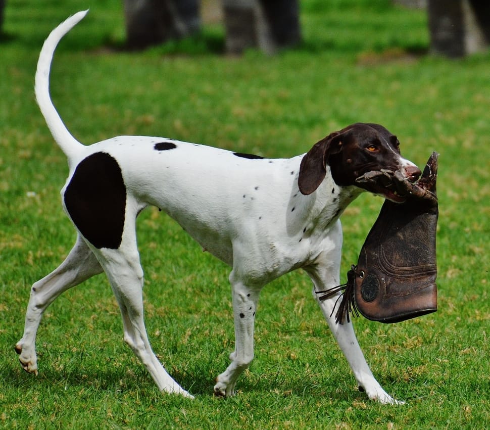 “Pointer-Dog”