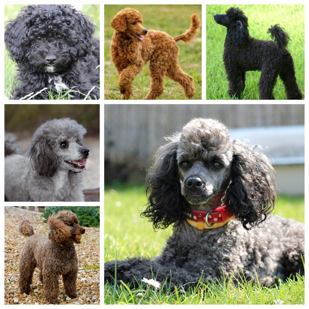 “Poodle-1024x1024”