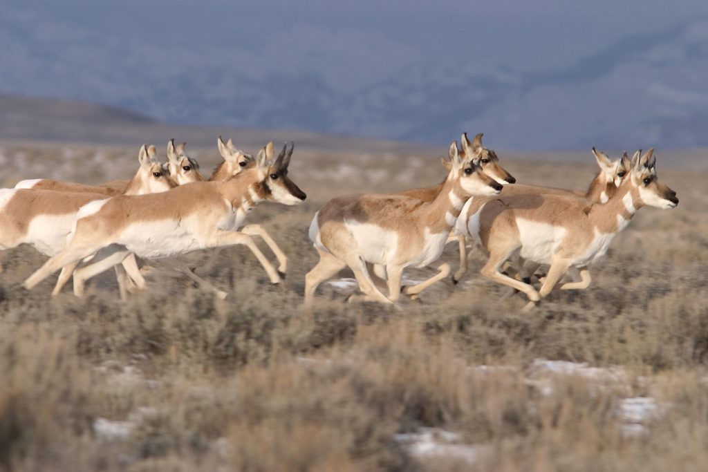 “Pronghorn-1024x683”