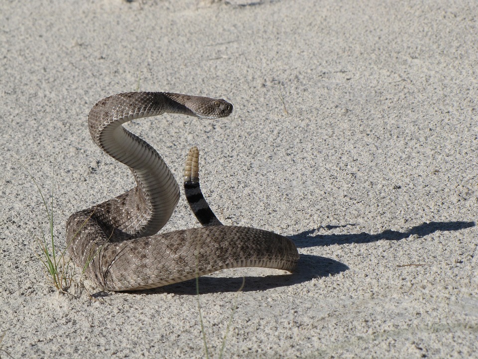 “Rattlesnake”