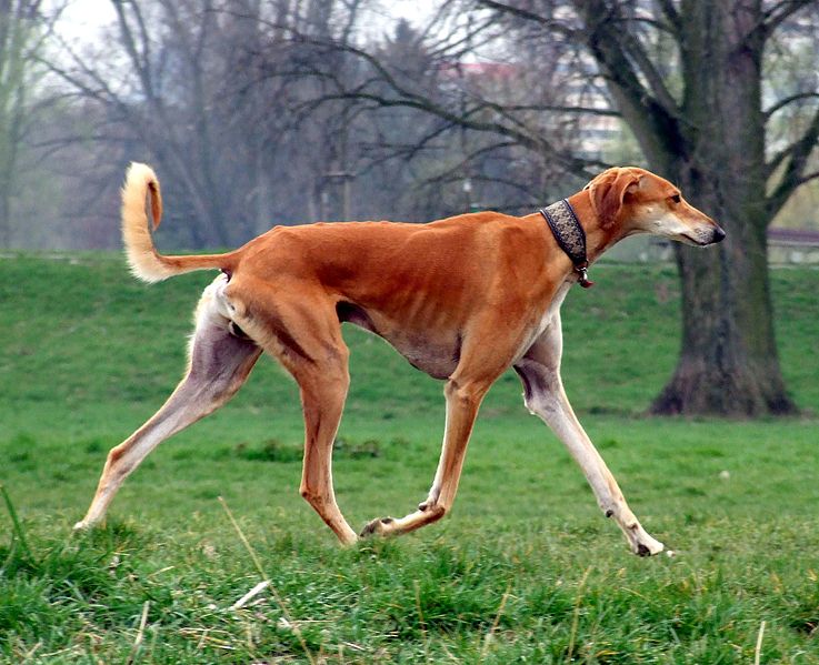 “Red_Smooth_Saluki”